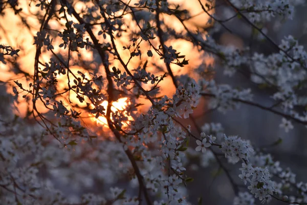 Weiße Kirschblüten Färbten Sich Den Sonnenuntergangsstrahlen Rosa — Stockfoto