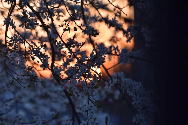 Weiße Kirschblüten Färbten Sich Den Sonnenuntergangsstrahlen Rosa — Stockfoto