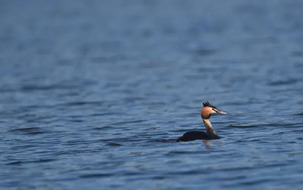 Grande Grebe Crista Nadando Lago — Fotografia de Stock