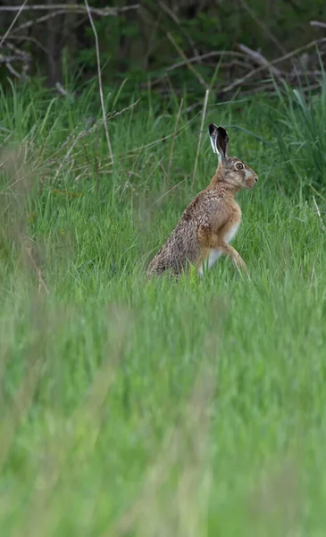 Bir Yaban Tavşanı Çayırda Oturmuş Yiyecek Arıyor — Stok fotoğraf