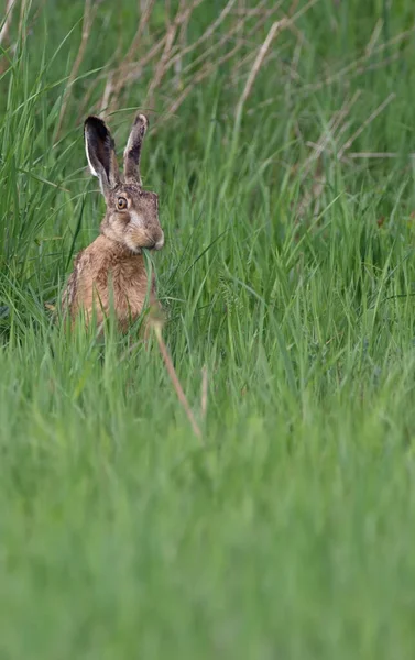 Haren Sitter Våräng Och Äter Gräs — Stockfoto