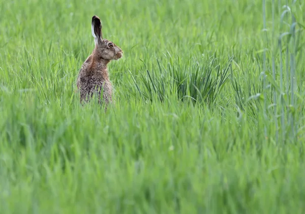 Hare Sitting Spring Meadow Looking Food — Stock Photo, Image