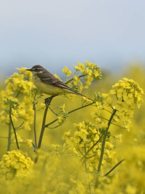Sarı kuyruklu çiçek açan bir yağ tanesi tecavüzünde oturuyor.