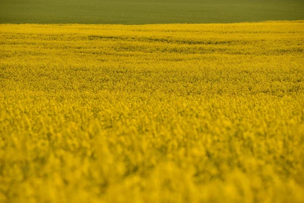 Canola Kvetoucí Žlutém Prameni Poli — Stock fotografie