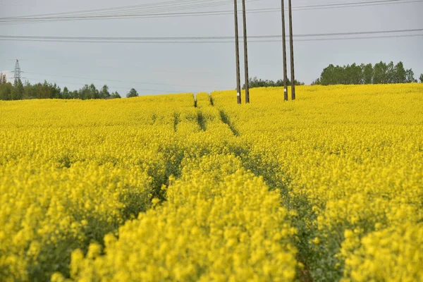 Канола Квітуча Жовтій Весні Полі — стокове фото