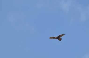 Sonsuz gökyüzünde uçan bir şahin.