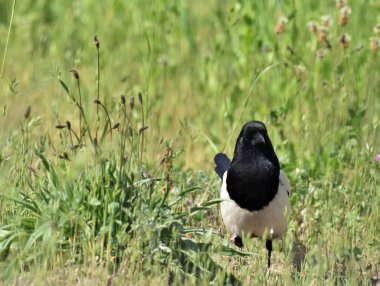 Saksağan yeşil çimlerde yürüyor