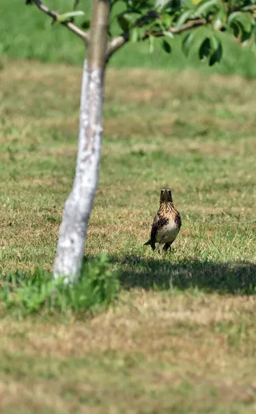 Grive Traversant Pelouse Recherche Vers — Photo