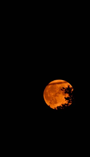 Lua Cheia Subindo Atrás Árvore — Fotografia de Stock