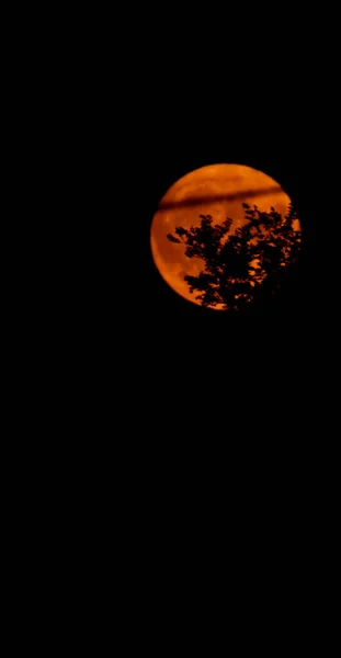 Pleine Lune Levant Derrière Arbre — Photo