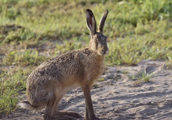 Sabah Çiğ Ile Islanmış Bir Tavşan Çitin Önündeki Bir Çayırda — Stok fotoğraf