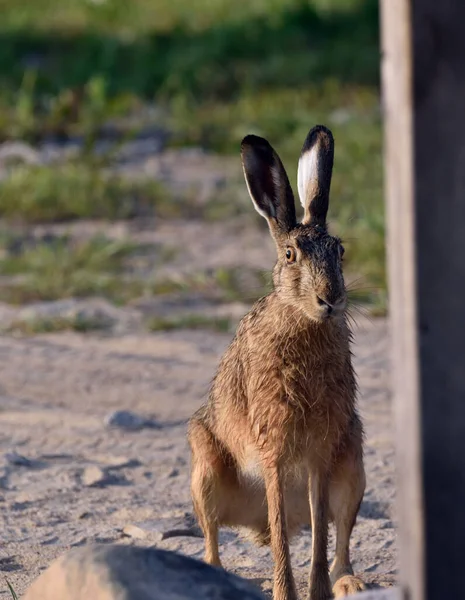 Sabah Çiğ Ile Islanmış Bir Tavşan Çitin Önündeki Bir Çayırda — Stok fotoğraf