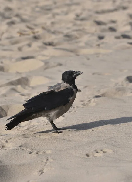 Corvo Praia Busca Comida — Fotografia de Stock