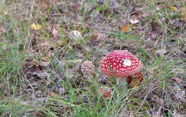 Πετάξει Agaric Ένα Δάσος Υπανάπτυξη — Φωτογραφία Αρχείου