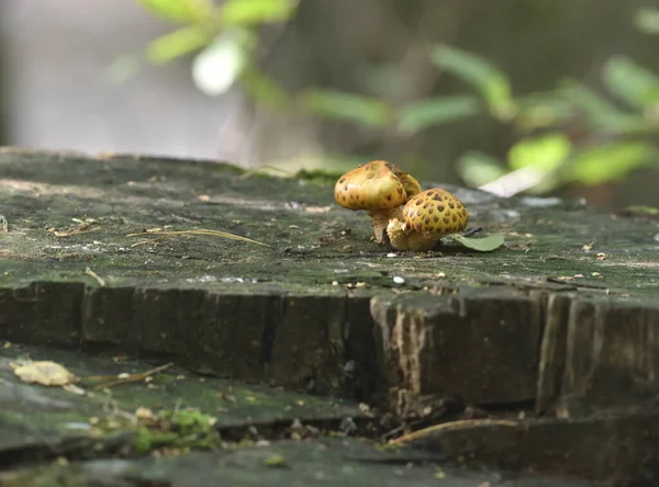 Armillaria Mellea Orman çalılığında