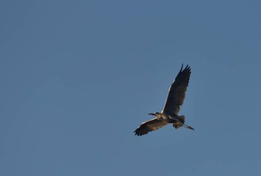 Gri balıkçıl aşağıdan görünüyor.