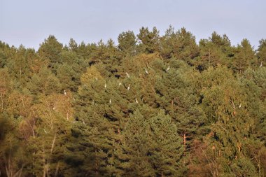 Ağaçlara tünemiş gri balıkçıl sürüsü.