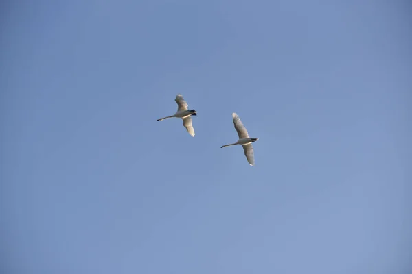 Ein Paar Weißer Schwäne Fliegt Den Himmel — Stockfoto