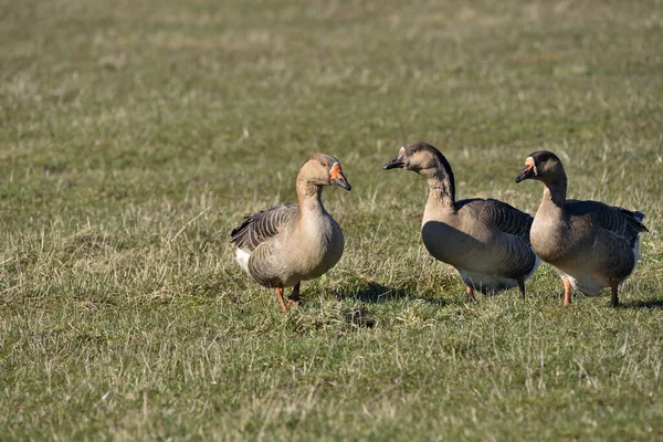 Oie Sauvage Sur Prairie Verte — Photo