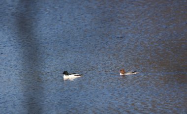 merganser 'lar gölde yüzüyor.