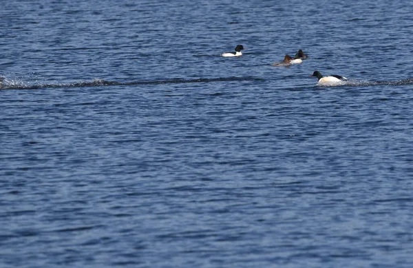 Mergansers Nageant Sur Lac — Photo