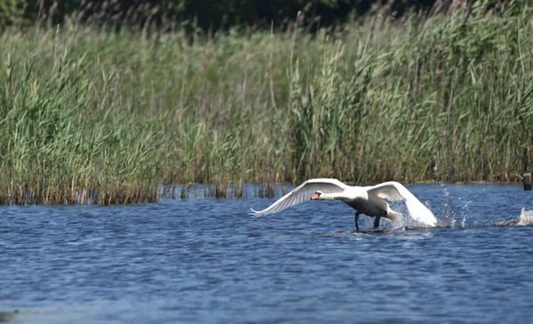 白鳥は湖の水面を走り飛び立ち — ストック写真
