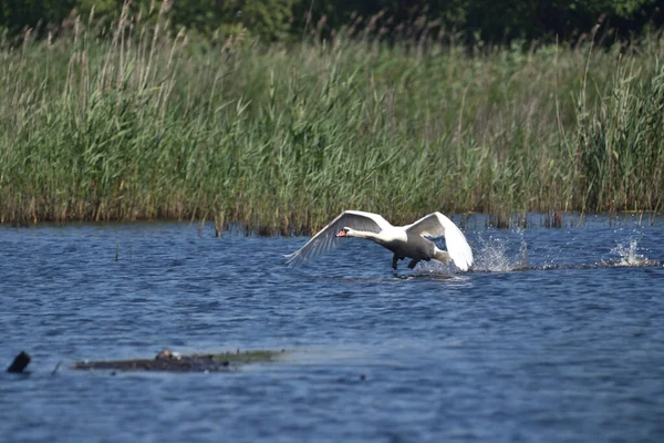 Cisne Corre Superfície Lago Descola Para Tomar Voo — Fotografia de Stock