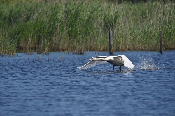 Cisne Corre Superfície Lago Descola Para Tomar Voo — Fotografia de Stock
