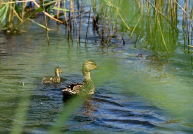 female mallard duck with chick