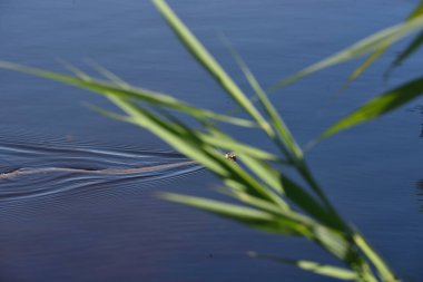 çim yılan gölde yüzen