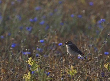 Küçük kazcı avını bekliyor.