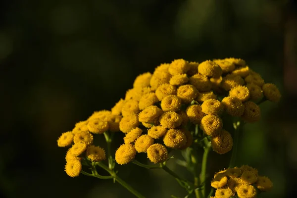 Yellow Tansy Flowers All Its Glory — Stock Photo, Image