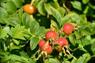 kırmızı buruşuk gül meyvesi, tıbbi bir bitki olarak kullanılır.