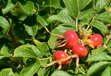 kırmızı buruşuk gül meyvesi, tıbbi bir bitki olarak kullanılır.