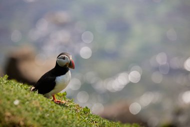 Uçurumun kenarında duran martı. fratercula arktika.