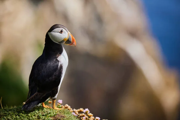 Aves Del Frailecillo Las Islas Saltee Irlanda Fratercula Arctica — Foto de Stock