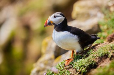 İrlanda 'daki Saltee Adaları' ndaki martı kuşları, Fratercula arktika.