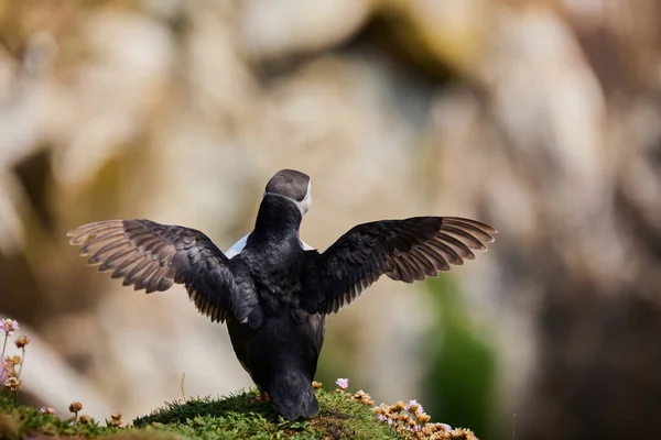 Aves del frailecillo en las Islas Saltee en Irlanda, Fratercula arctica. empezando a volar — Foto de Stock