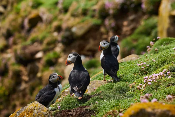 Aves del frailecillo en las Islas Saltee en Irlanda, Fratercula arctica —  Fotos de Stock
