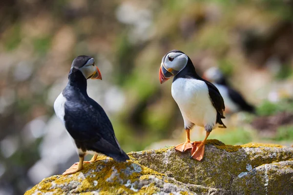 Ptaki Tropikalne Wyspach Saltee Irlandii Fratercula Arctica — Zdjęcie stockowe