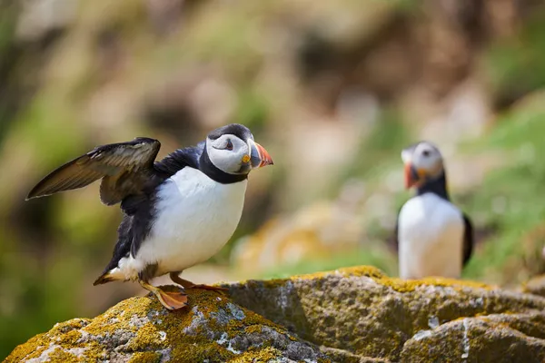 Aves Del Frailecillo Las Islas Saltee Irlanda Fratercula Arctica —  Fotos de Stock