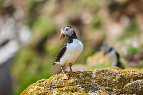 Πτηνά Puffin Στις Νήσους Saltee Στην Ιρλανδία Fratercula Arctica — Φωτογραφία Αρχείου