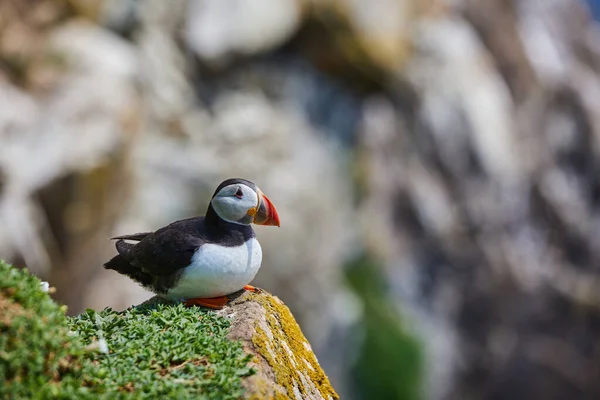 Πτηνά Puffin Στις Νήσους Saltee Στην Ιρλανδία Fratercula Arctica — Φωτογραφία Αρχείου