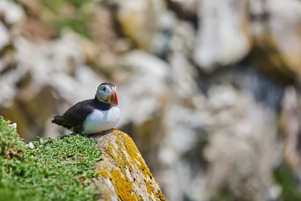 Macareux Dans Les Îles Salées Irlande Fratercula Arctica — Photo