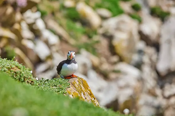 Puffin Birds Sulle Isole Saltee Irlanda Fratercula Arctica — Foto Stock