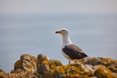 Bir kayadan okyanusa bakan martı. Saltee Adası. İrlanda
