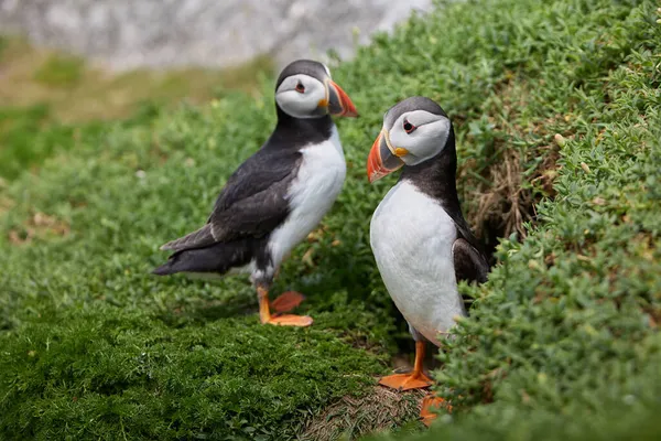 彼らの巣の近くにあるアイルランドのソールティ諸島のパフィン鳥 — ストック写真