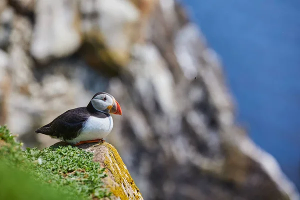 アイルランドのソールティ諸島のフグの鳥｜アーキテクチャ — ストック写真