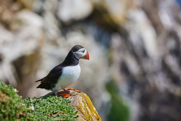 Aves del frailecillo en las Islas Saltee en Irlanda, Fratercula arctica — Foto de Stock