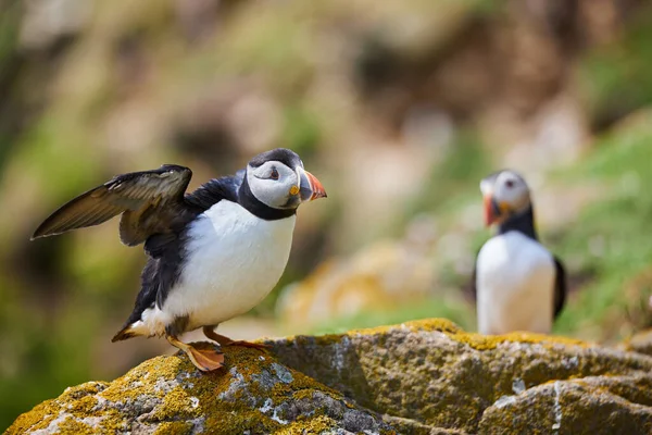 Ptáci nadívaní na slaných ostrovech v Irsku, Fratercula arctica — Stock fotografie